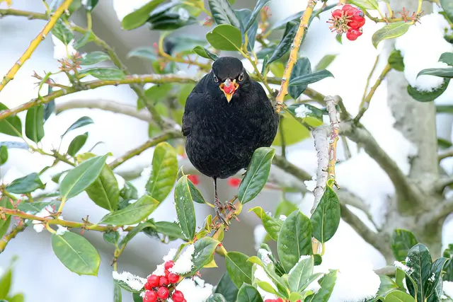 Foto: Copyright Andreas Schäfer