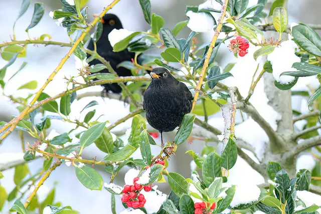 Foto: Copyright Andreas Schäfer