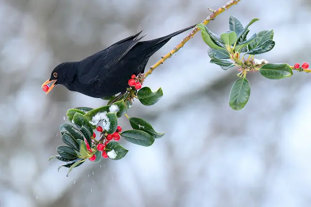 Foto: Copyright Andreas Schäfer