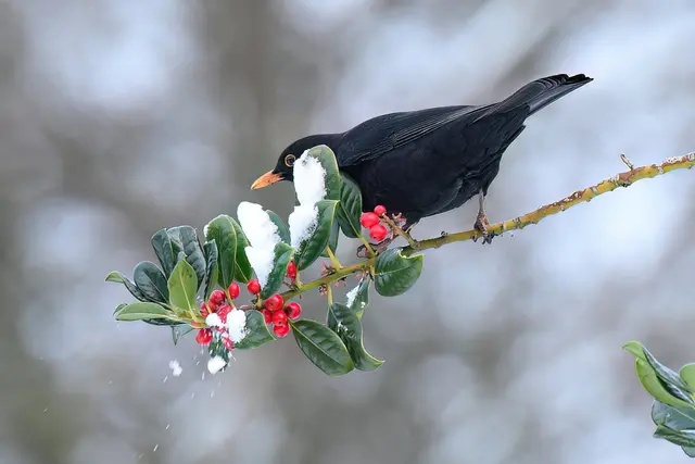 Foto: Copyright Andreas Schäfer