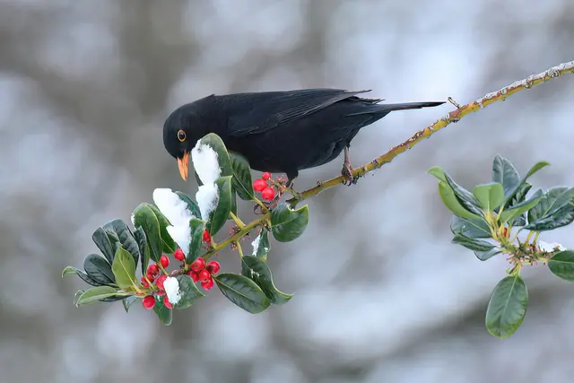 Foto: Copyright Andreas Schäfer