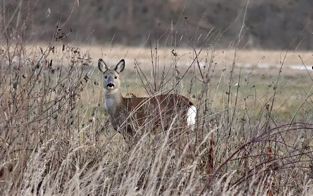 Faszinierend: das gegenseitige Beobachten