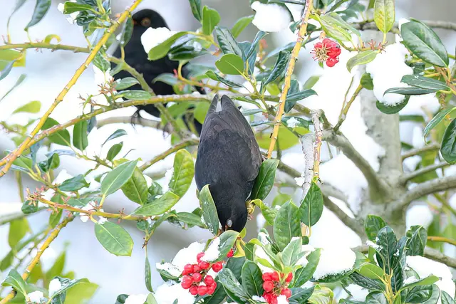 Foto: Copyright Andreas Schäfer