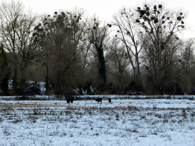 Wieder zu Hause haben die Wasserbüffel schon gewartet.