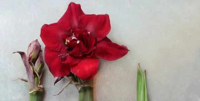Die Amaryllis symbolisiert Stolz, Anmut, Liebe und Leidenschaft und steht für Stärke, Entschlossenheit und Neuanfang.