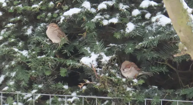 Ausschnitt aus dem Original-Foto. | Foto: M. A.