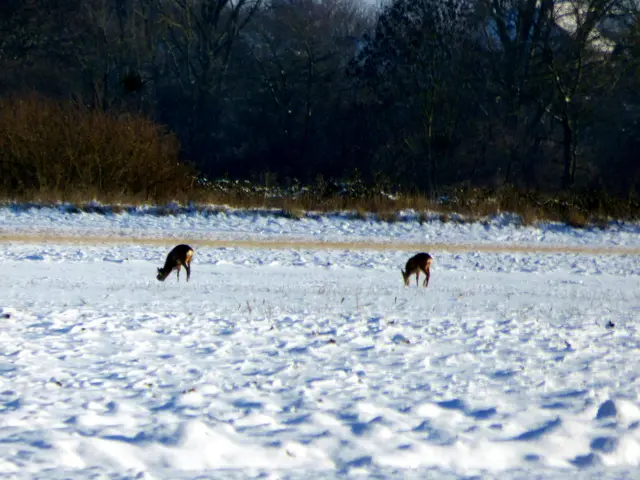 Unsere Rehe