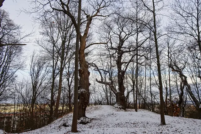 im Kastanienwäldchen
