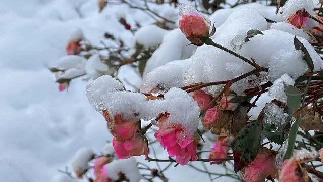 Unter der Schneelast biegen sich die ganz gewöhnlichen Strauchrosen am Straßenrand. Foto: Helmut Kuzina