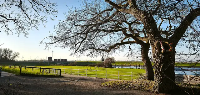Schöpfwerk, Aussichtsturm und im Baum rechts wieder ein Kunstwerk | Foto: Shima Mahi