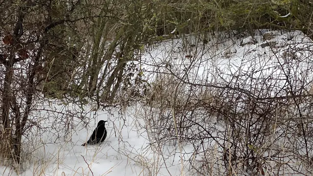 Eine Amsel sucht unter der Schneeschicht nach Futter. Foto: Helmut Kuzina