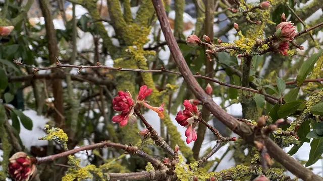 In der Feldhecke zeigen sich bereits Knospen und erste Blüten des Winterschneeballs (Viburnum). Foto: Helmut Kuzina