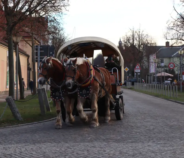 Haflinger