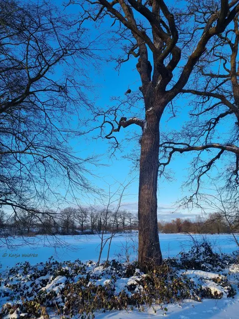 So schön ist der Winter im Norden von Hannover (Foto: Katja Woidtke)

Schneeimpressionen aus Kaltenweide | Foto: Katja Woidtke