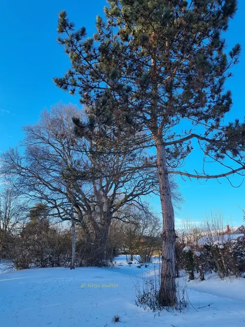 So schön ist der Winter im Norden von Hannover (Foto: Katja Woidtke)

Schneeimpressionen aus Kaltenweide | Foto: Katja Woidtke