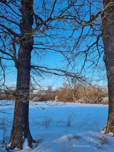 So schön ist der Winter im Norden von Hannover (Foto: Katja Woidtke)

Schneeimpressionen aus Kaltenweide | Foto: Katja Woidtke