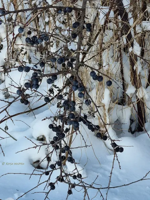 So schön ist der Winter im Norden von Hannover (Foto: Katja Woidtke)

Schneeimpressionen aus Kaltenweide | Foto: Katja Woidtke