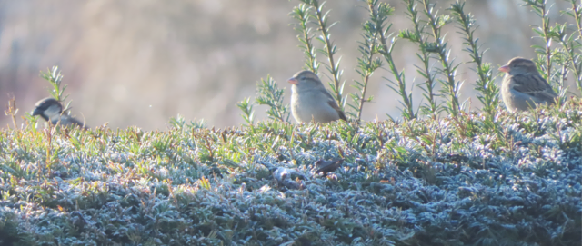 Ausschnitt aus dem Original-Foto. | Foto: M. A.