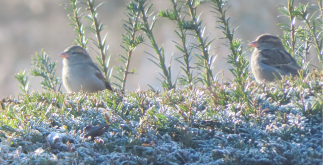 Ausschnitt aus dem Original-Foto. | Foto: M. A.