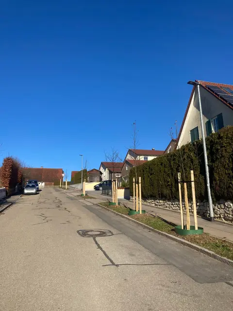 Die Gailenbacher Straße bereichern jetzt sieben Amberbäume (Slender Silhouette/Liquidambar styracilua). | Foto: Stadt Gersthofen (Tiefbau)