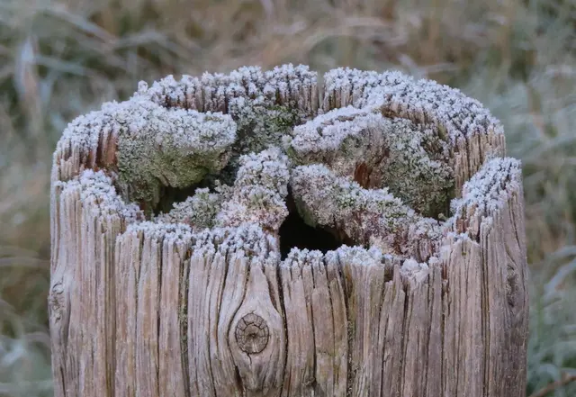 Ausschnitt aus dem Original-Foto. | Foto: M. A.