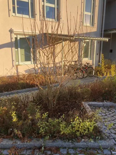 Vor der Stadthalle wurden ein Ungarischer Flieder (Syringa josikea), ein Perlen-Flieder (Syringa swegiflexa) sowie ein Edel-Flieder (Syringa vulgaris Primrose) gepflanzt. | Foto: Stadt Gersthofen (Tiefbau)
