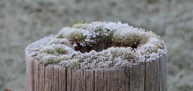 Ausschnitt aus dem Original-Foto. | Foto: M. A.