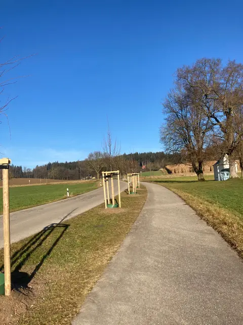 In der Lindenbergstraße in Edenbergen wurden vier Holländische Linden (Tilia europae) und fünf Mongolische Linden (Tilia mongolica) gepflanzt. | Foto: Stadt Gersthofen (Tiefbau)