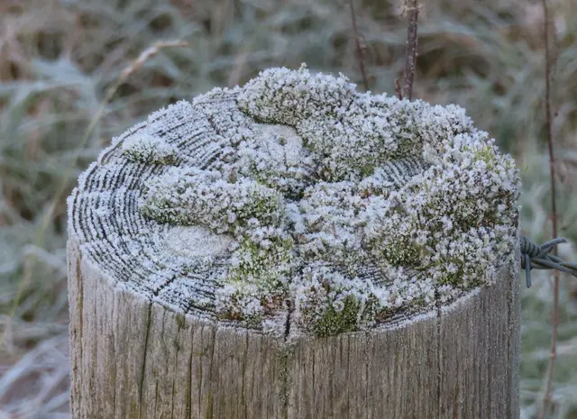 Ausschnitt aus dem Original-Foto (nächstes Bild). | Foto: M. A.