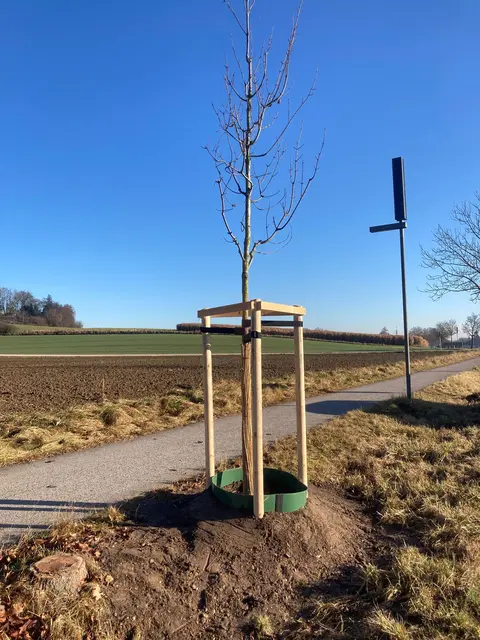 In der Rettenberger Straße gibt es nun zwei neue Bergahornbäume (Acer pseudoplatanus 'Atropurpureum'). | Foto: Stadt Gersthofen (Tiefbau)