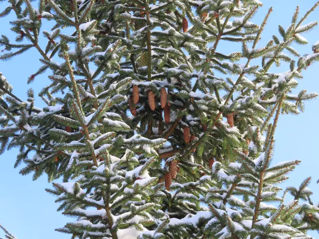 Ausscnhitt aus dem Original-Foto, das ich am 18.11.2024 ggemacht habe. | Foto: M. A.