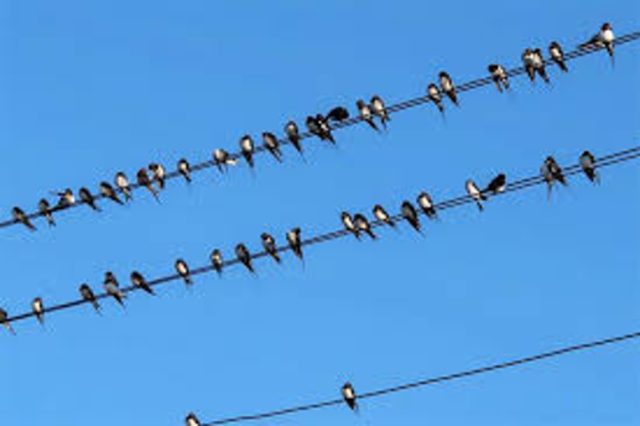 Schwalben Sammelplatz auf den Freileitungen
