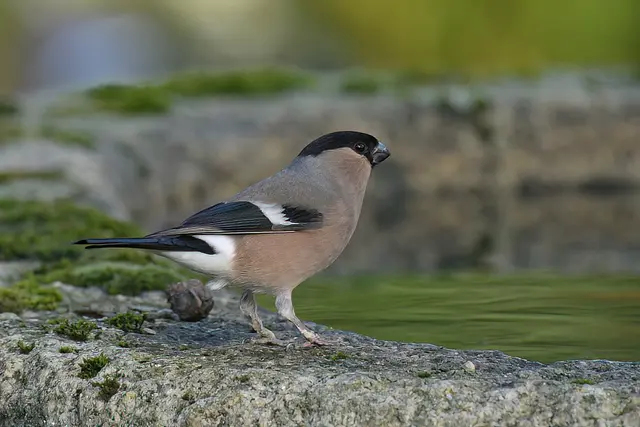 Gimpel ( Weibchen ) | Foto: Copyright Andreas Schäfer
