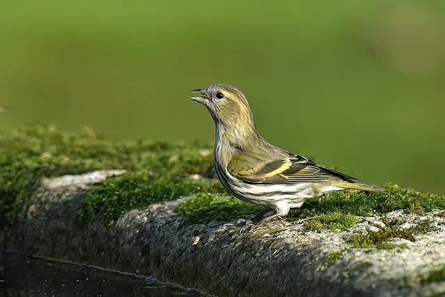 Erlenzeisig ( Weibchen ) | Foto: Copyright Andreas Schäfer
