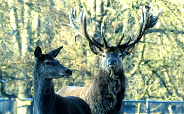 Und dabei ergeben sich nicht selten romantische und prachtvolle Anblicke. | Foto: Christel Wolter