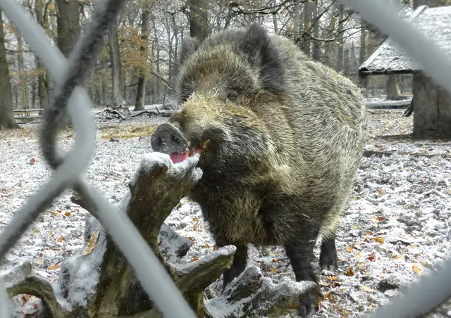 Besonders beliebt, gerade bei Familien mit Kindern, ist das Wildschweingehege. 
Hier schlabbert der Keiler am Rauhreif auf dem Holz und lässt es sich schmecken. | Foto: Christel Wolter
