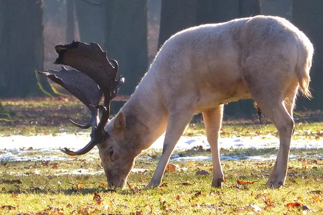 In freier Natur haben es weiße Hirsche wegen der Wölfe schwer, da sie eher auffallen. Im geschützten Tiergarten kommen sie oft vor. | Foto: Christel Wolter