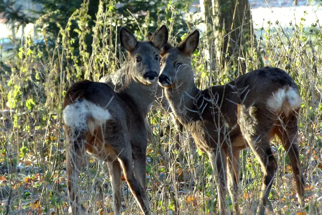 Rehe bekommt man nur selten zu Gesicht. Sie verstecken sich oft im Dickicht. | Foto: Christel Wolter