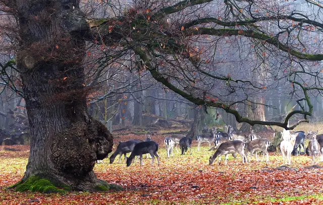 Die vielen Damhirsche hingegen können sich frei im Tiergarten bewegen. | Foto: Kurt Wolter