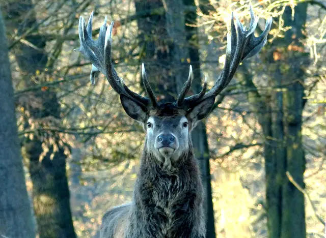 Die prächtigen Tiere haben etwas Majestätisches. | Foto: Christel Wolter