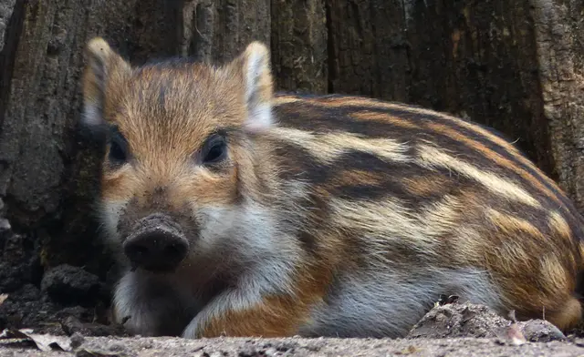 Aber auch eine Pause muss mal sein. | Foto: Christel Wolter