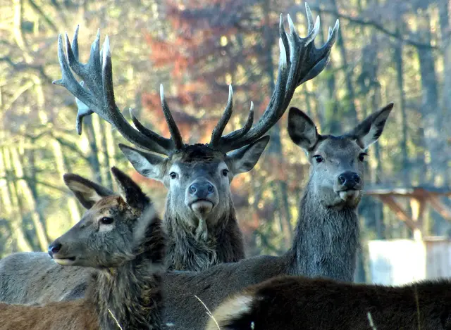 Der Tiergarten ist eines der ältesten Wildgehege Deutschlands. | Foto: Christel Wolter