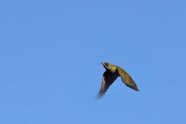 Foto: Copyright Andreas Schäfer