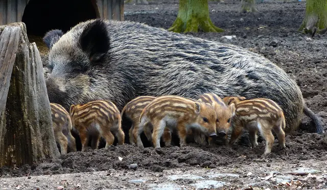 Natürlich besonders dann, wenn sie Frischlinge haben, die manchmal erst wenige Tage alt sind. | Foto: Christel Wolter