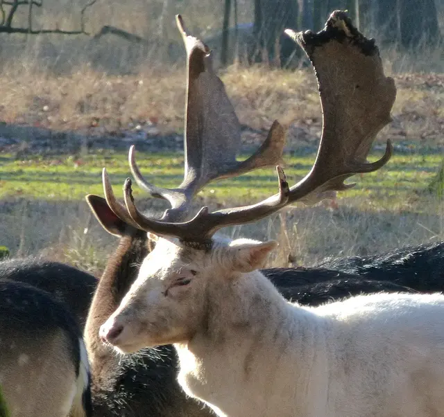 Im Herbst können wir die Rudelanführer beim Röhren beobachten. Dann haben sie Stress, da sie ihren Harem gegen Herausforderer verteidigen müssen. | Foto: Christel Wolter