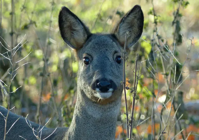 Sie sind die kleinste Hirschart, und sie sind sehr scheu. Sie beobachten den Besucher genau.  | Foto: Christel Wolter