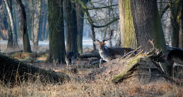 Sie leben in einem ursprünglichen Waldgebiet mit alten Eichen, das es heute so in Deutschland kaum noch irgendwo gibt. | Foto: Christel Wolter