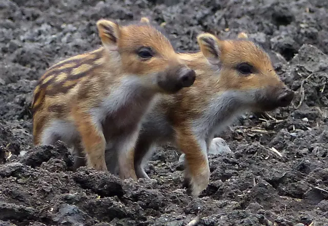 Doch dann geht´s wieder auf Entdeckungsreise. | Foto: Christel Wolter