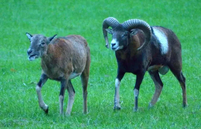 Mufflons findet man im Rothirschgehege. Inzwischen sind es etwa 14 Tiere. | Foto: Christel Wolter