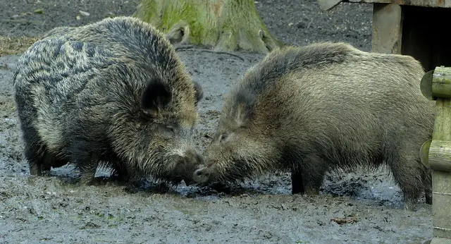 Er beherbergt neben Dam- und Rothirschen auch Wildschweine... | Foto: Christel Wolter